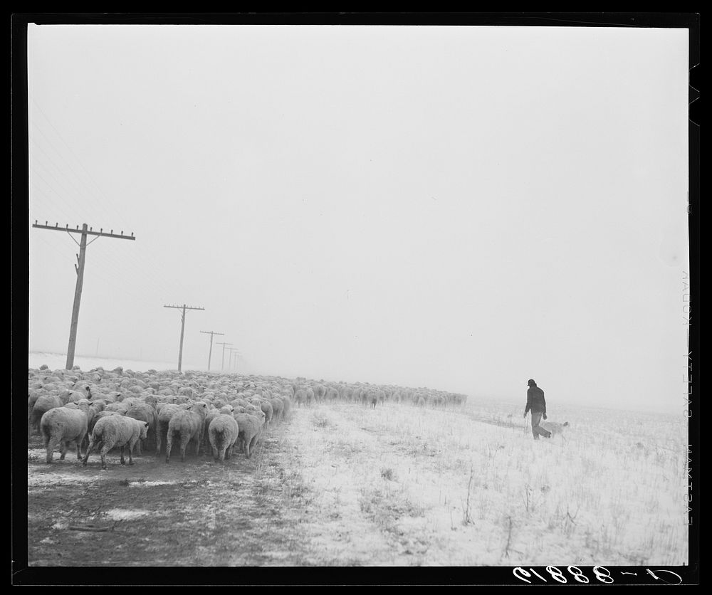 Herding in sheep as blizzard approaches. Hyde County, South Dakota. Sourced from the Library of Congress.