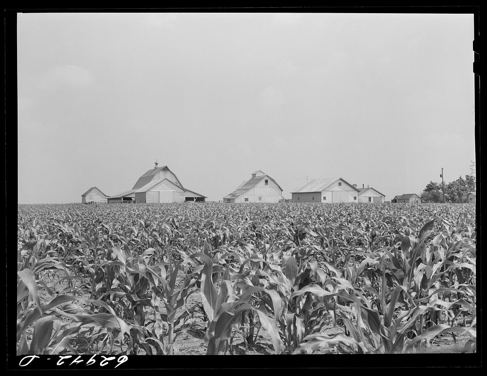 Corn farm near Danville, Illinois. Sourced from the Library of Congress.