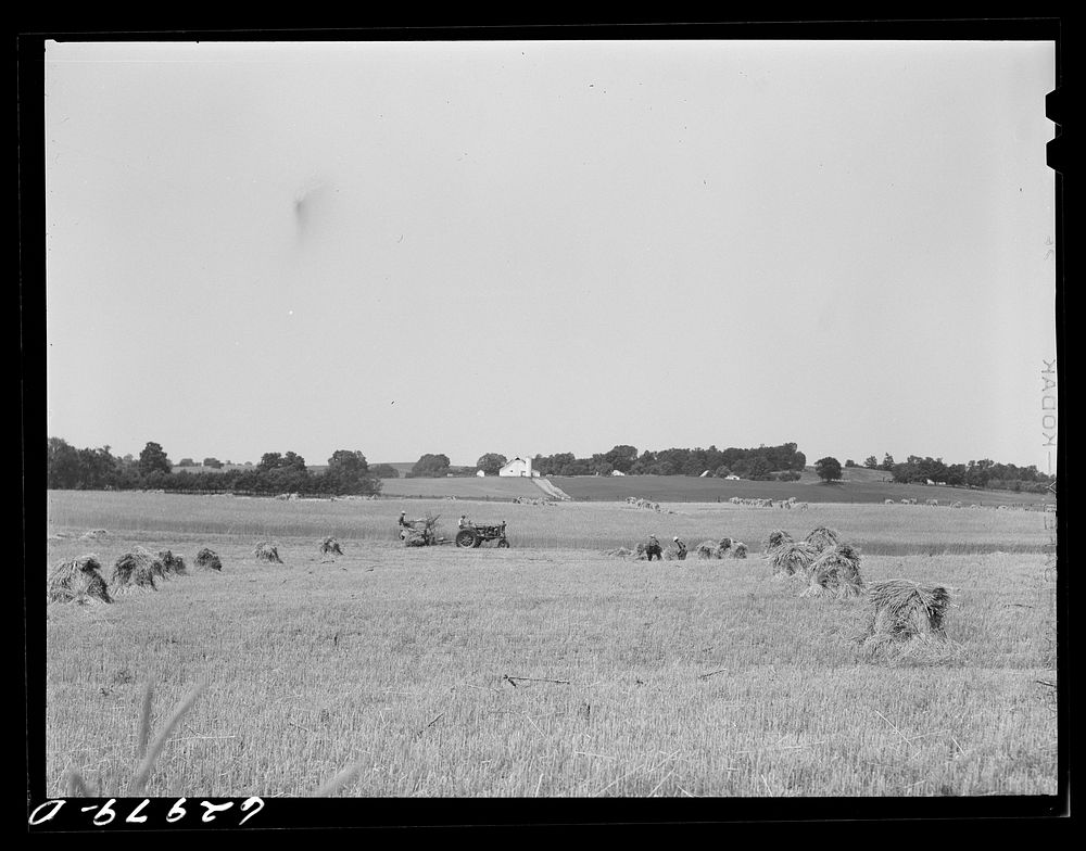 Wheat harvest. Monroe County, Indiana. Sourced from the Library of Congress.