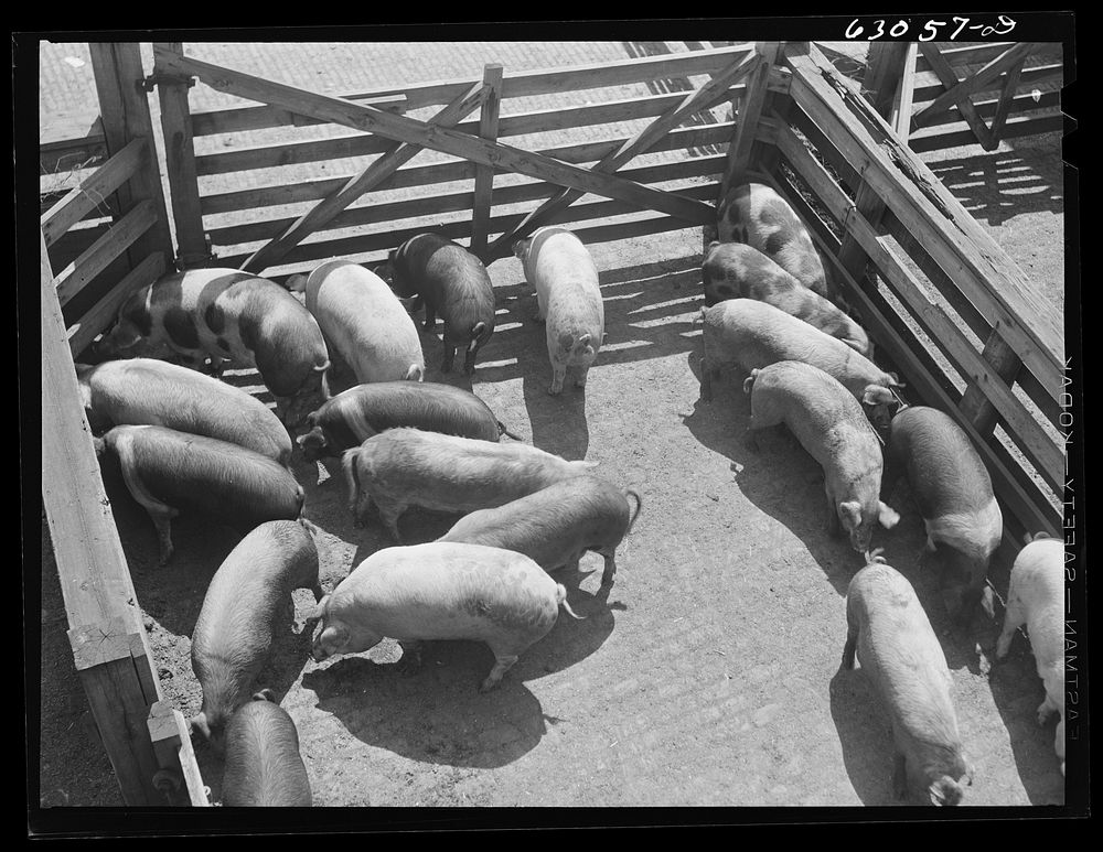 Hogs at stockyards. Chicago, Illinois. Sourced from the Library of Congress.
