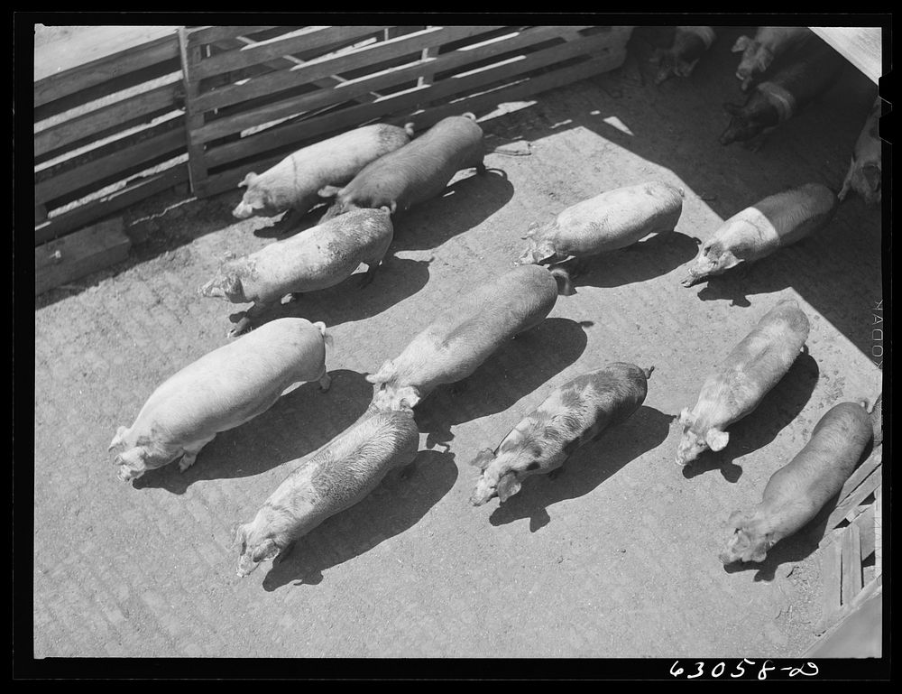 Hogs at stockyards. Chicago, Illinois. Sourced from the Library of Congress.