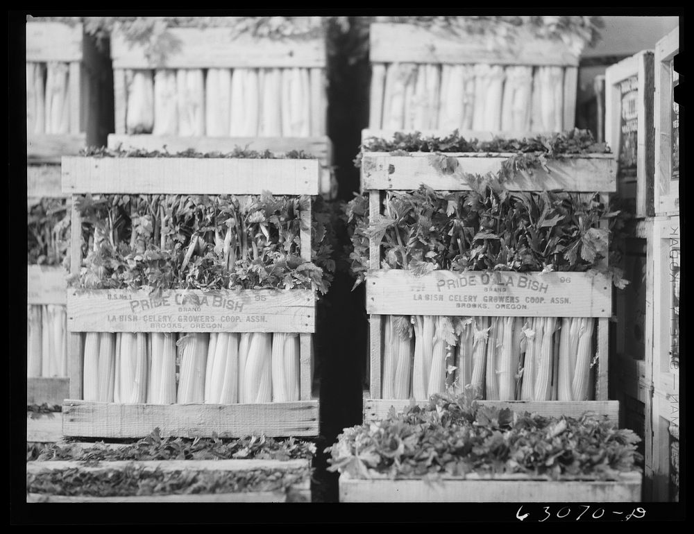 [Untitled photo, possibly related to: Celery at produce market. Chicago, Illinois]. Sourced from the Library of Congress.