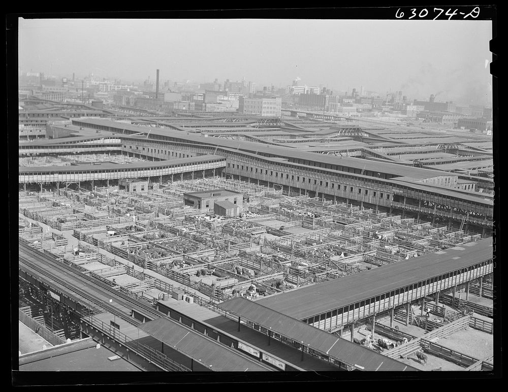 Union Stockyards, Chicago, Illinois. Cattle pens in foreground, hog pens in back. Sourced from the Library of Congress.