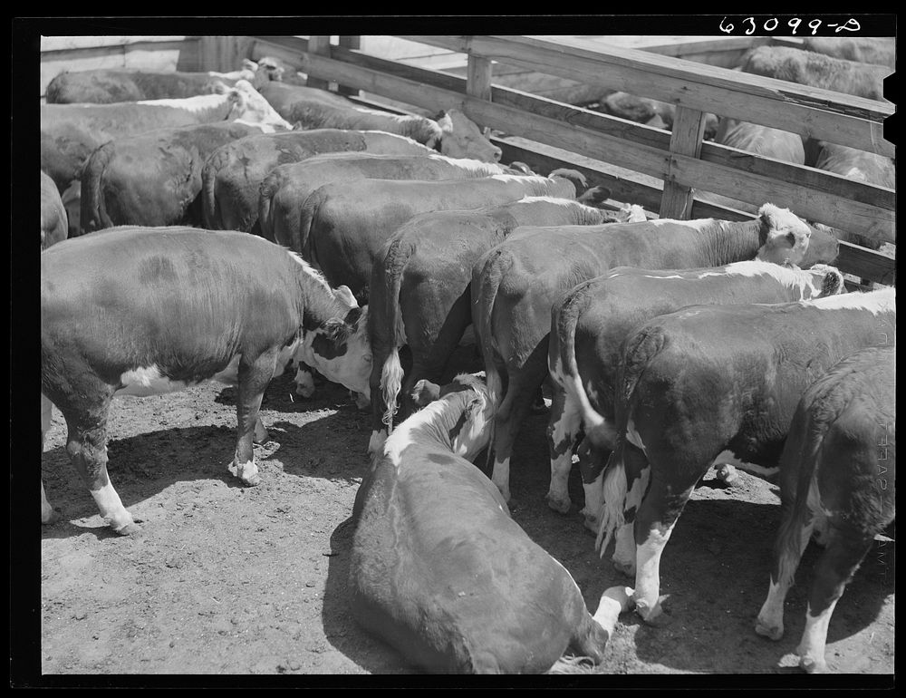 Cattle at Chicago Union Stockyards. Chicago, Illinois. Sourced from the Library of Congress.