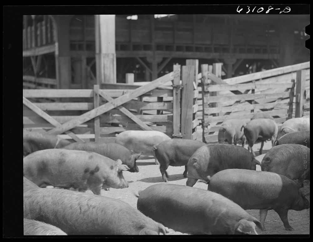 [Untitled photo, possibly related to: Hogs at stockyards. Chicago, Illinois]. Sourced from the Library of Congress.