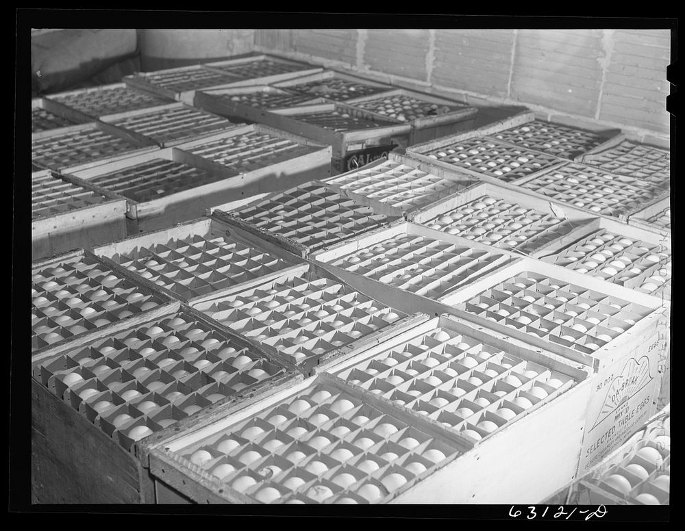 Eggs at egg breaking plant. Chicago, Illinois. Sourced from the Library of Congress.
