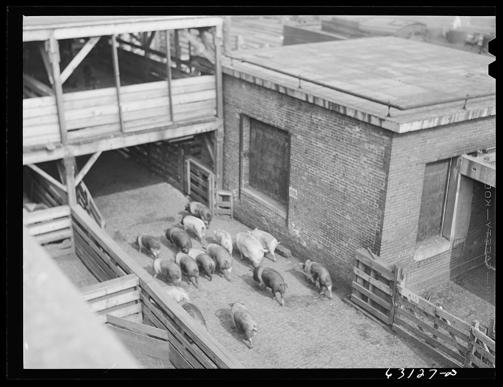 [Untitled photo, possibly related to: Hogs going into pen at stockyards. Chicago, Illinois]. Sourced from the Library of…