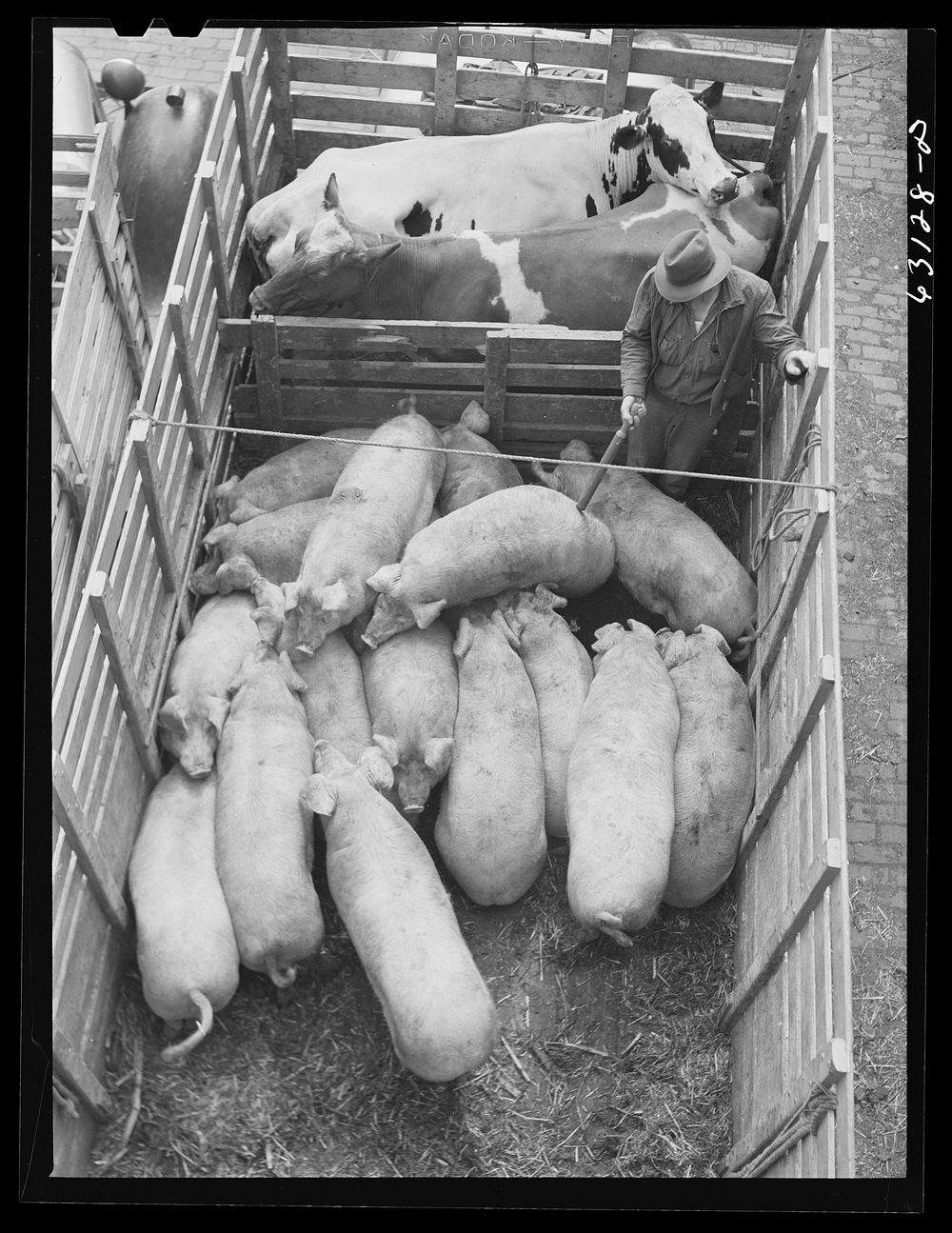 Unloading pigs from truck. Union Stockyards, Chicago, Illinois. Sourced from the Library of Congress.