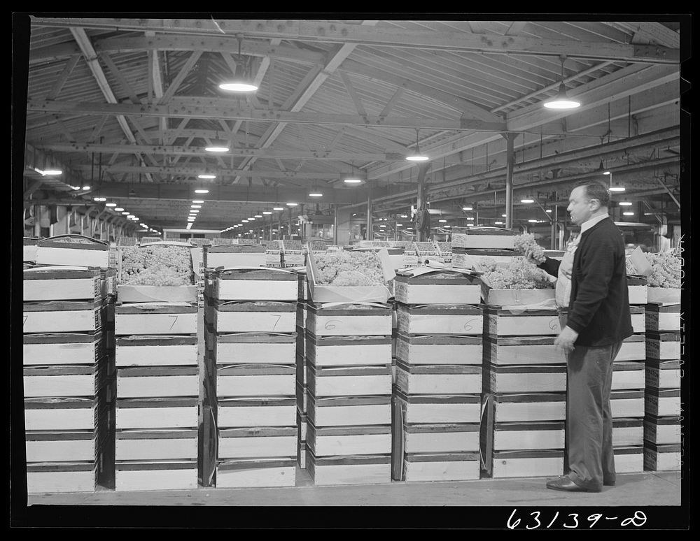 [Untitled photo, possibly related to: Commission merchant examining produce at fruit terminal. Chicago, Illinois. This is…