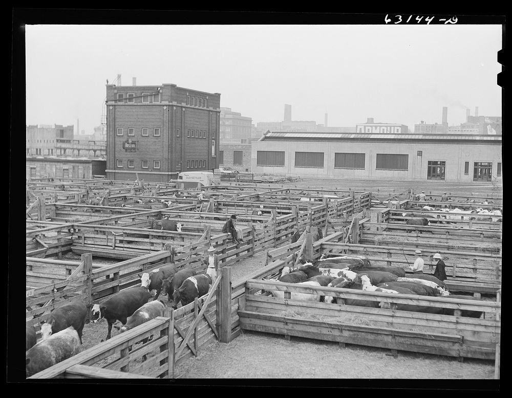 [Untitled photo, possibly related to: Buyer looking over cattle. Union Stockyards, Chicago, Illinois]. Sourced from the…