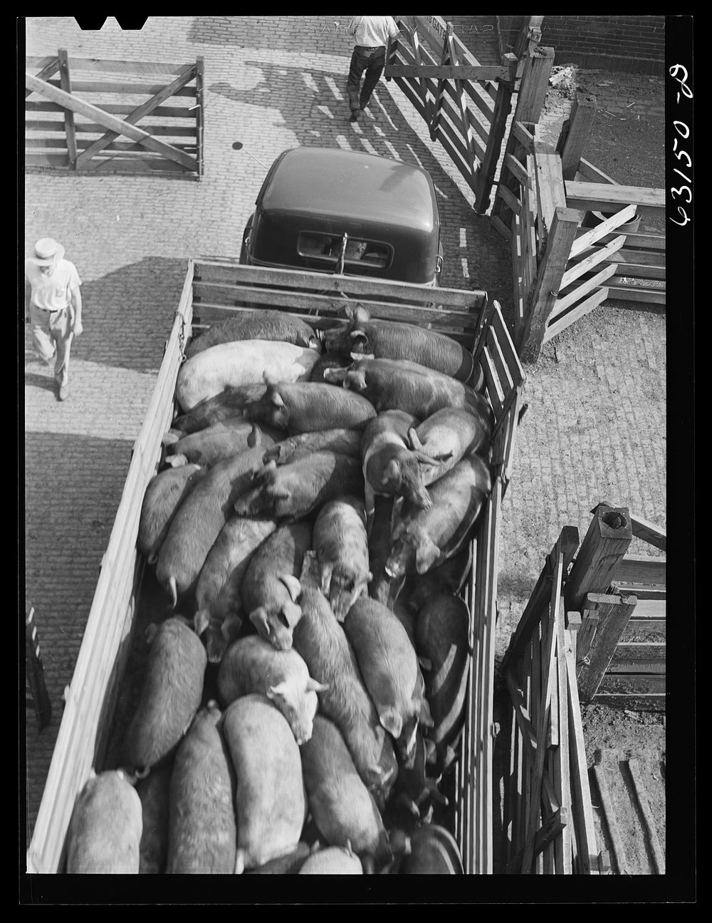 [Untitled photo, possibly related to: Unloading pigs from truck at Union Stockyard. Chicago, Illinois]. Sourced from the…