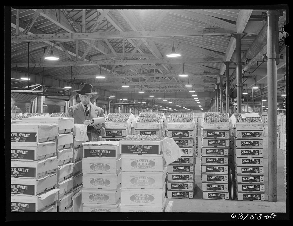 Commission merchant examining produce at fruit terminal. Chicago, Illinois. This is before auction which begins at seven…