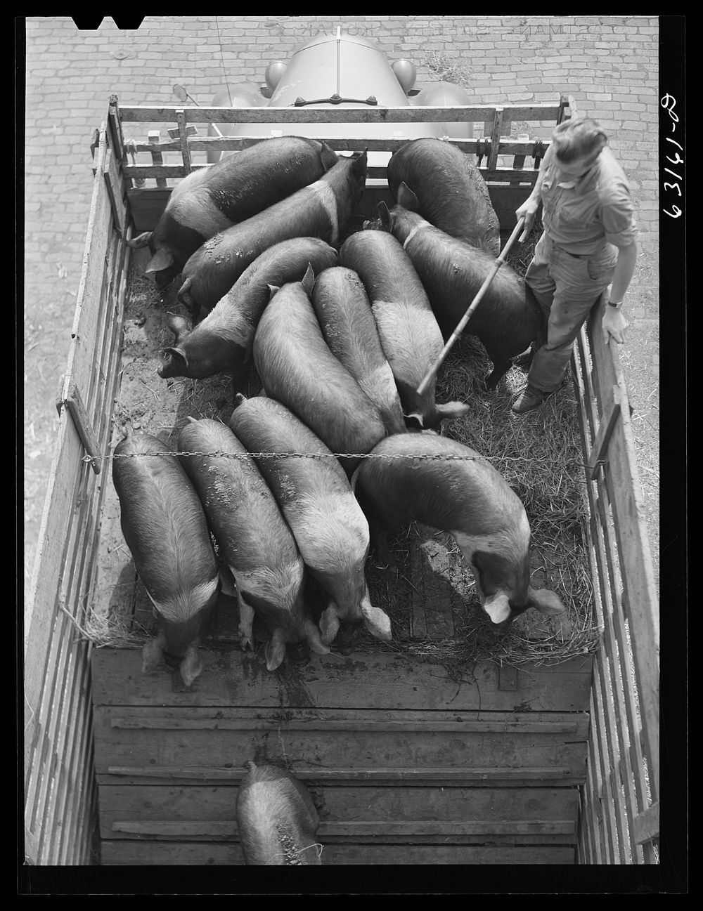 [Untitled photo, possibly related to: Unloading pigs from truck at Union Stockyard. Chicago, Illinois]. Sourced from the…