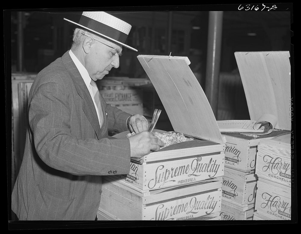 Commission merchant examining produce at terminal warehouse before auction begins. Chicago, Illinois. Sourced from the…
