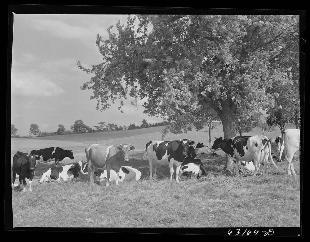 Dairy herd. Fond du Lac County, Wisconsin. Sourced from the Library of Congress.