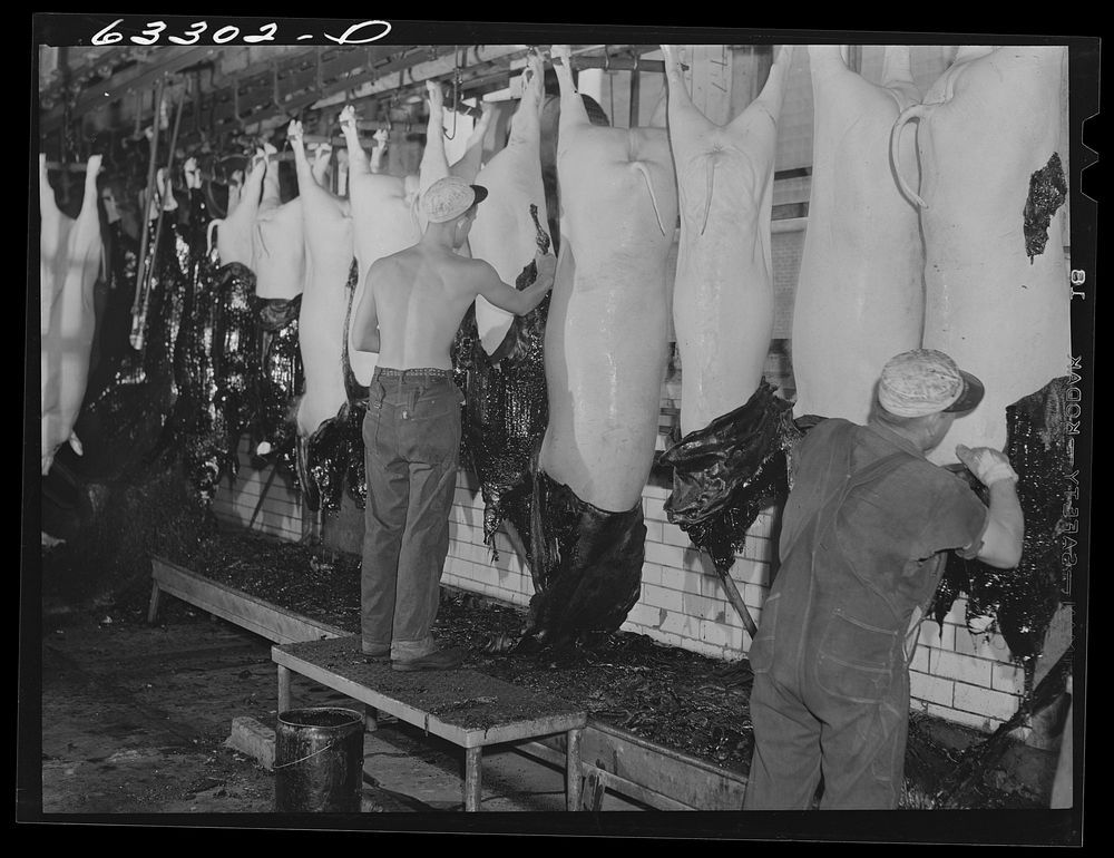 Removing rosin dip from hog carcasses. This removes all the hair. Packing plant. Austin, Minnesota. Sourced from the Library…