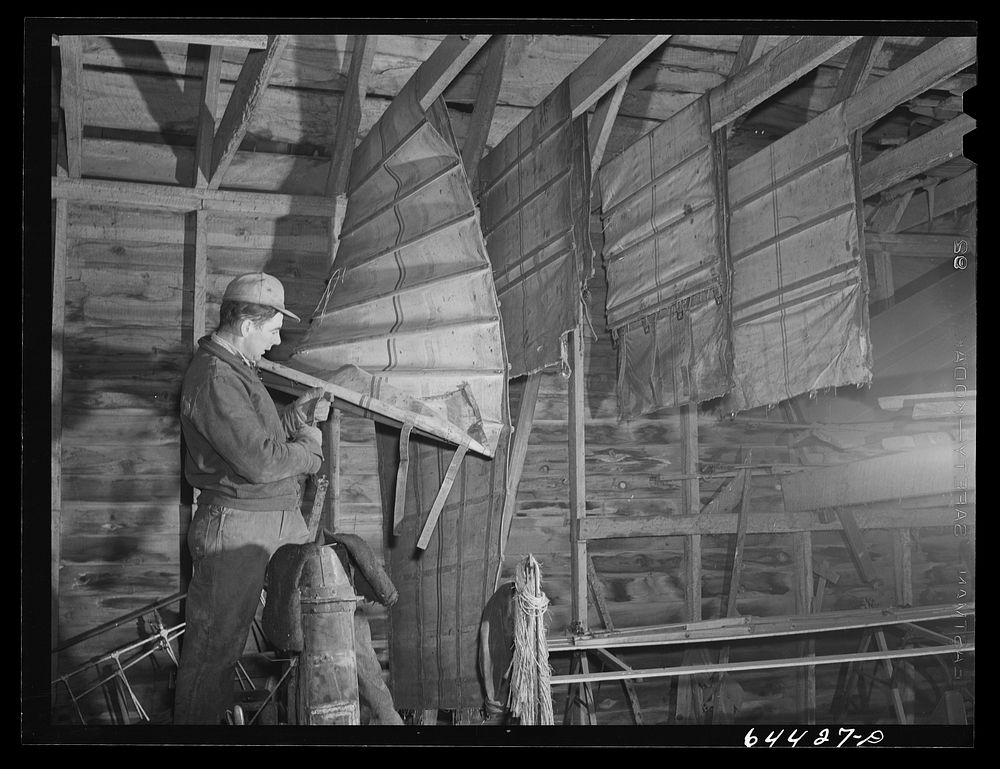 Meeker County, Minnesota. Pat McRaith examining canvasses in his machine shed. Sourced from the Library of Congress.