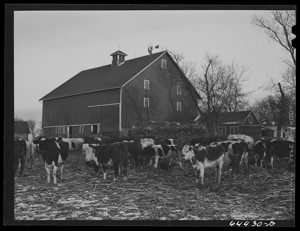 [Untitled photo, possibly related to: Meeker County, Minnesota. Mike McRaith farms eighty acres]. Sourced from the Library…