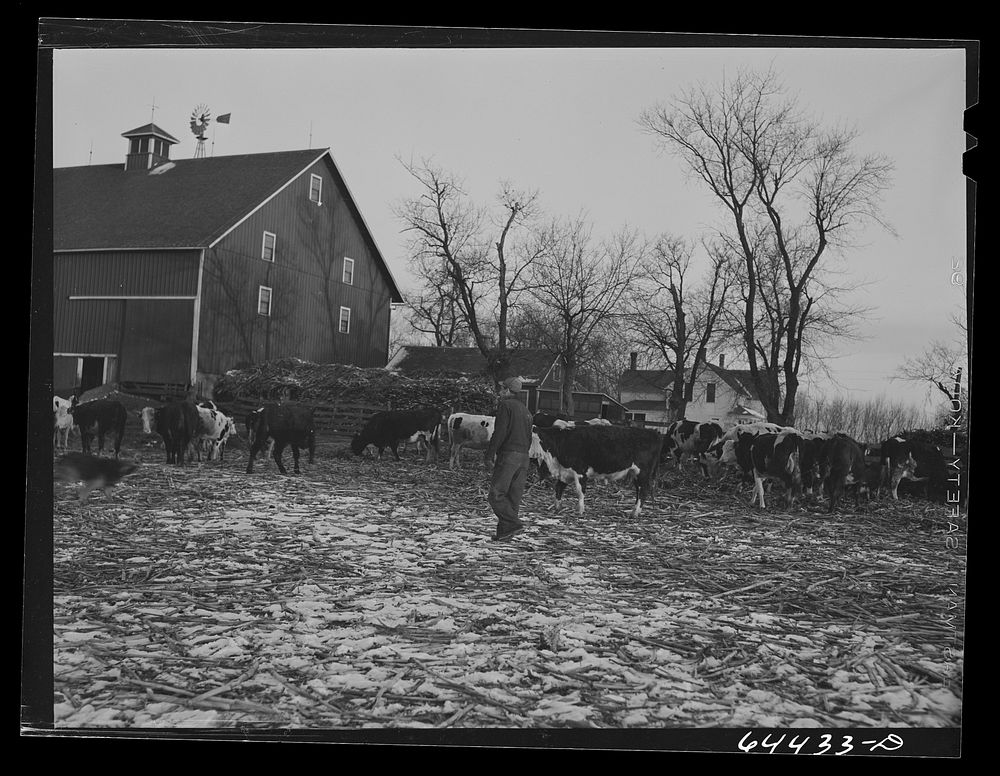 [Untitled photo, possibly related to: Meeker County, Minnesota. Mike McRaith farms eighty acres]. Sourced from the Library…