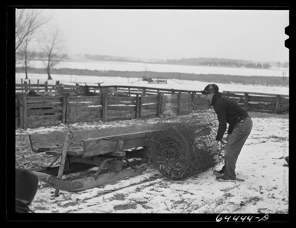Meeker County, Minnesota. Mike McRaith loading some fence onto sled. Sourced from the Library of Congress.