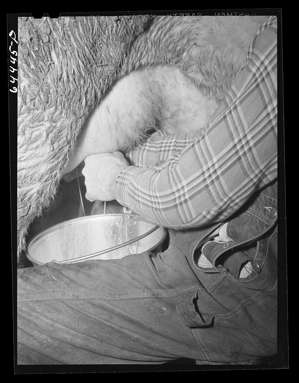 [Untitled photo, possibly related to: Meeker County, Minnesota. Pat McRaith milking. He is milking seventeen cows this…