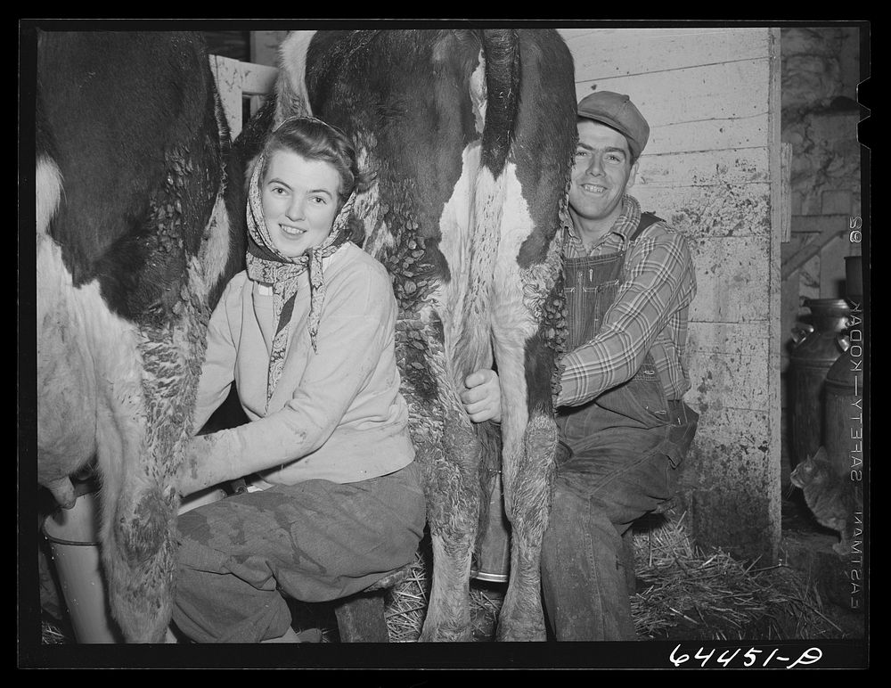 Meeker County, Minnesota. Pat McRaith and one of his nieces milking. He is milking seventeen cows this winter on 160 acre…