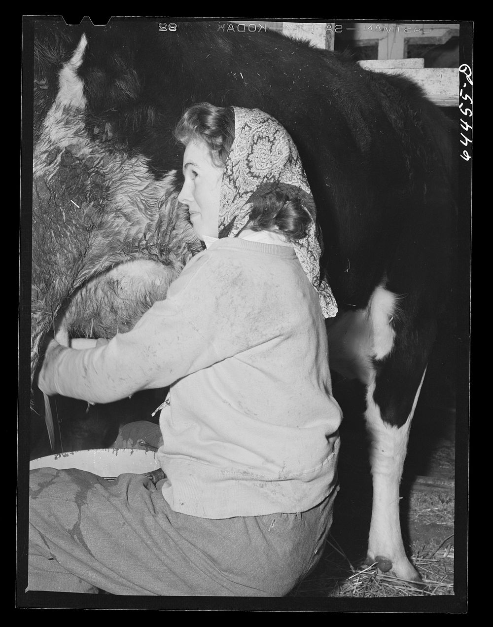 [Untitled photo, possibly related to: Meeker County, Minnesota. One of the McRaith grandchildren milking] by John Vachon
