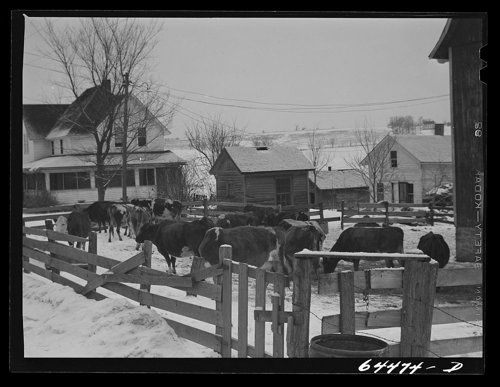 Viroqua, Wisconsin (vicinity). Dairy farm. Sourced from the Library of Congress.