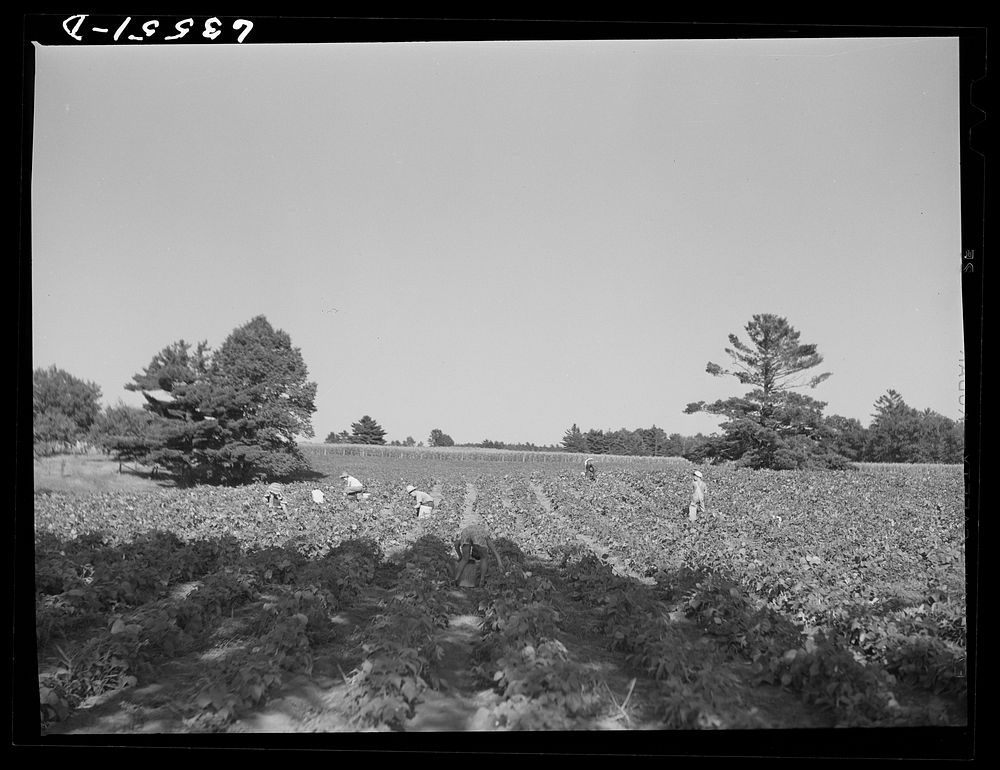 [Untitled photo, possibly related to: Picking beans. Shawano County, Wisconsin]. Sourced from the Library of Congress.