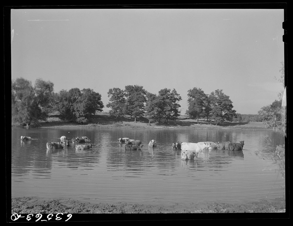 Cattle in pond on hot afternoon. Saint Croix County, Wisconsin. Sourced from the Library of Congress.