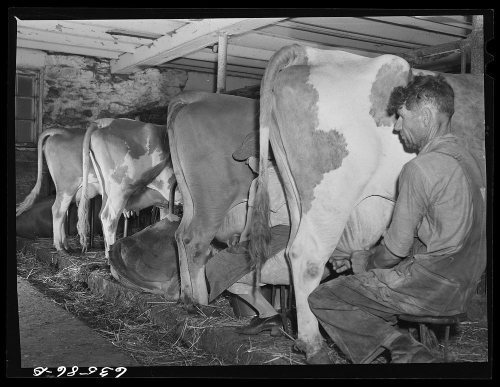 Milking cows. Waushara County, Wisconsin. Sourced from the Library of Congress.