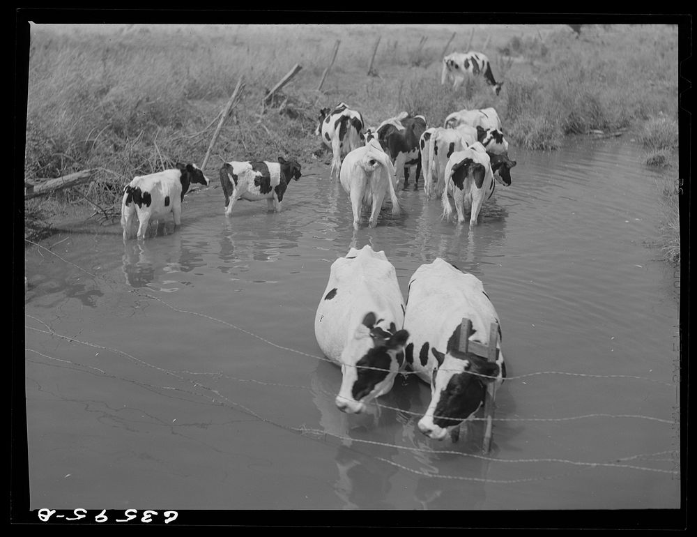 [Untitled photo, possibly related to: Cattle in stream on hot afternoon]. Sourced from the Library of Congress.