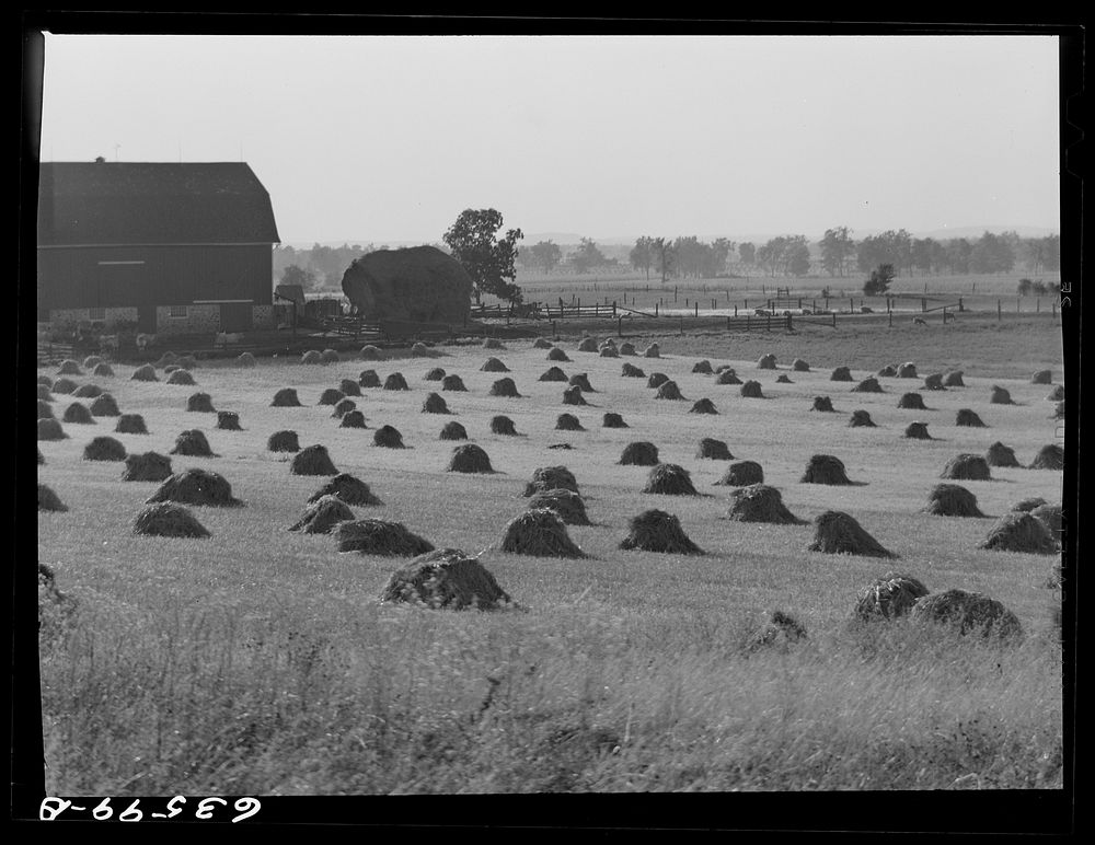 Rye field. Waushara County, Wisconsin. Sourced from the Library of Congress.