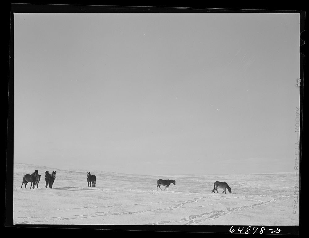 [Untitled photo, possibly related to: Adams County, North Dakota. Horse grazing country]. Sourced from the Library of…