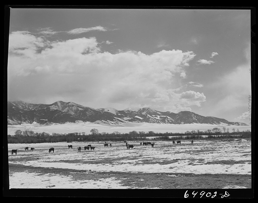 Madison County, Montana. Winter feeding on cattle ranch. Sourced from the Library of Congress.