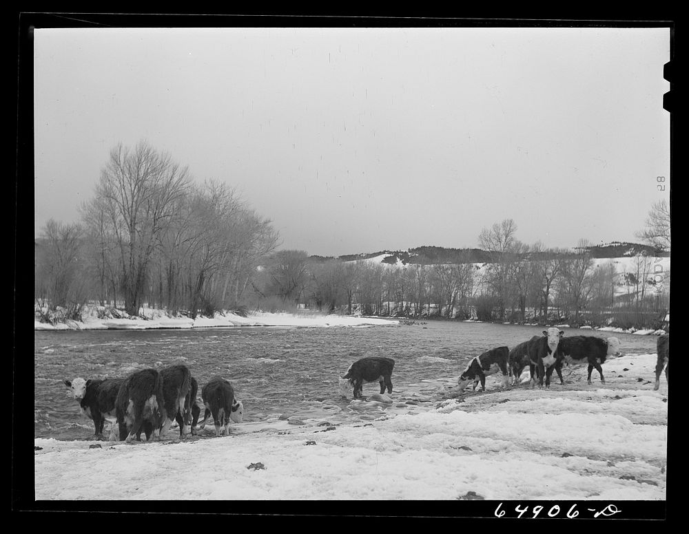 [Untitled photo, possibly related to: Madison County, Montana. Winter feeding on cattle ranch]. Sourced from the Library of…