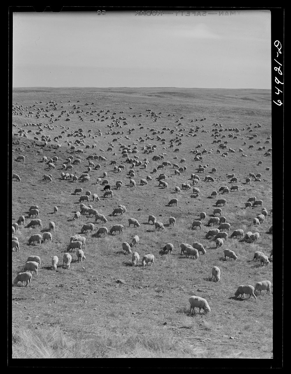 McCone County, Montana. Sheep grazing on land leased from the railroad. Sourced from the Library of Congress.