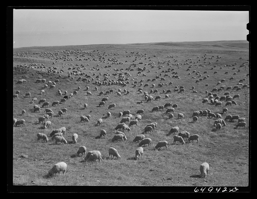 McCone County, Montana. Sheep grazing on land leased from the railroad. Sourced from the Library of Congress.