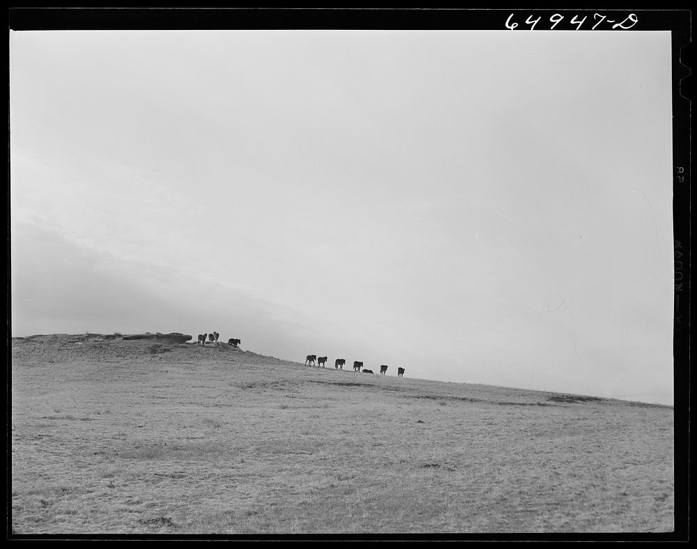 McCone County, Montana. Horses grazing. Sourced from the Library of Congress.