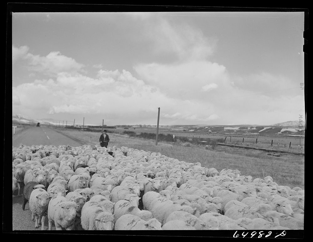[Untitled photo, possibly related to: Beaverhead County, Montana. Sheepherder coming down from winter on the range for…