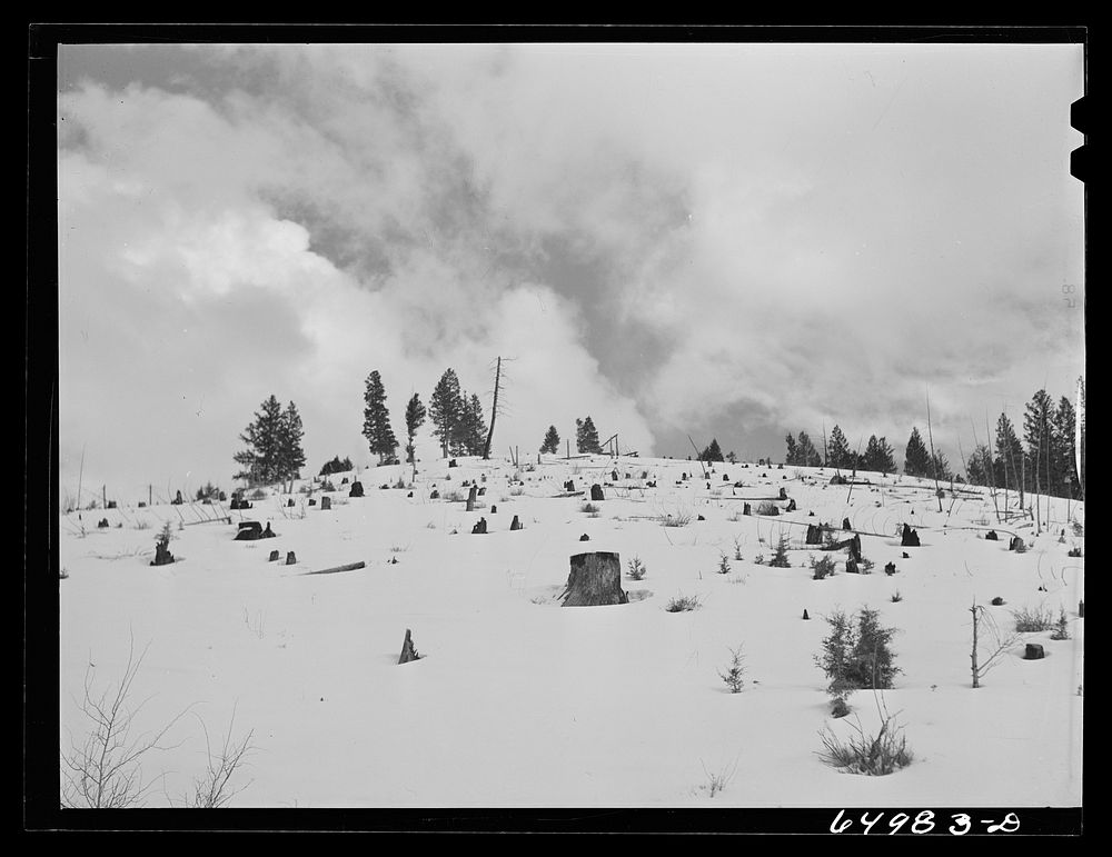 Granite County, Montana. Cut-over land. Sourced from the Library of Congress.