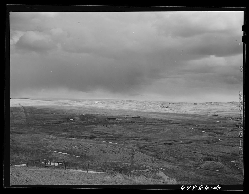 [Untitled photo, possibly related to: Garfield County, Montana. Sheep grazing land]. Sourced from the Library of Congress.