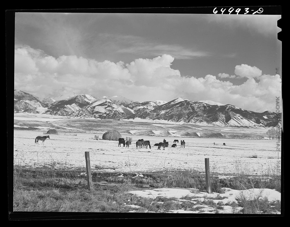 Beaverhead County, Montana. Horses feeding. Sourced from the Library of Congress.