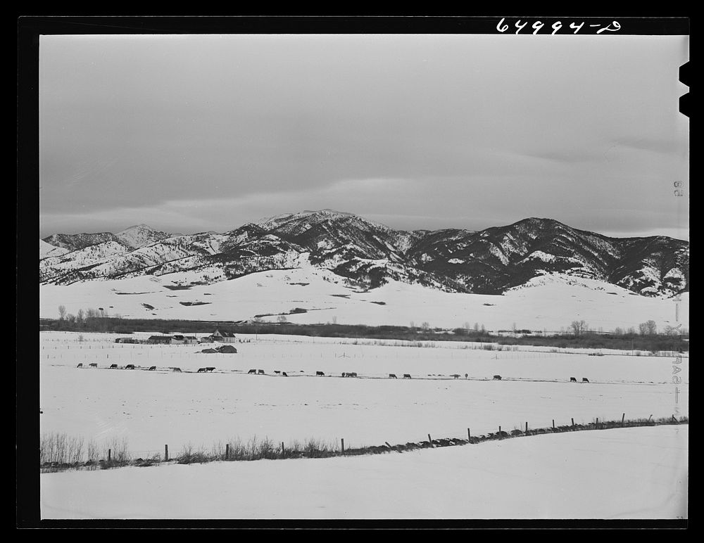 Gallatin County, Montana. Cattle winter feeding. Sourced from the Library of Congress.