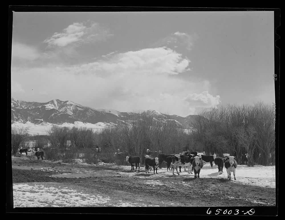 [Untitled photo, possibly related to: Madison County, Montana. Winter feeding on cattle ranch]. Sourced from the Library of…