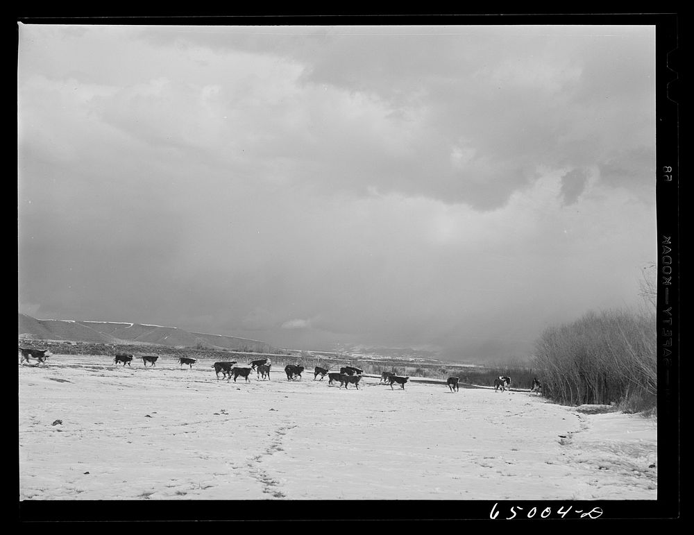 [Untitled photo, possibly related to: Beaverhead County, Montana. Cattle winter feeding at the north end of the Big Hole…