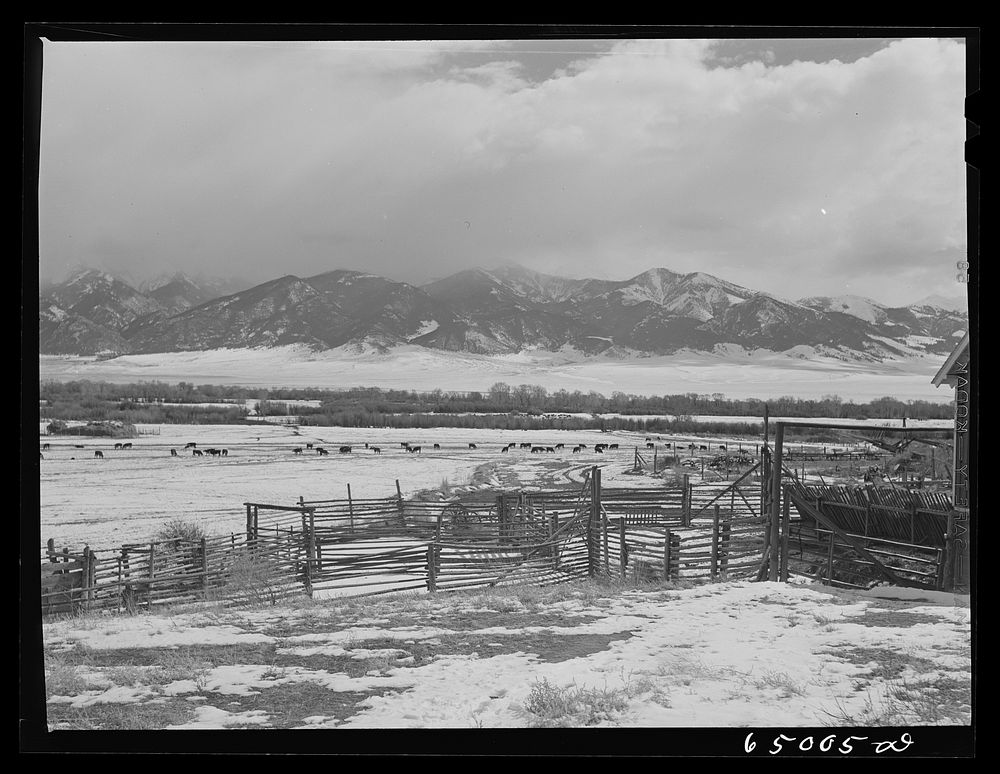 Beaverhead County, Montana. Cattle winter feeding along stream at ranch. Sourced from the Library of Congress.