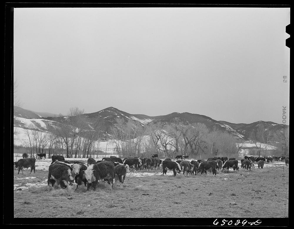 [Untitled photo, possibly related to: Beaverhead County, Montana. Cattle winter feeding along stream at ranch]. Sourced from…