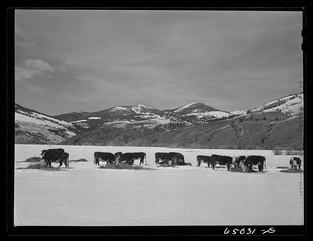 Beaverhead County, Montana. Cattle winter feeding at the north end of the Big Hole Basin. Sourced from the Library of…