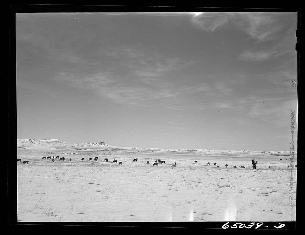 Park County, Montana. Cattle winter feeding. Sourced from the Library of Congress.